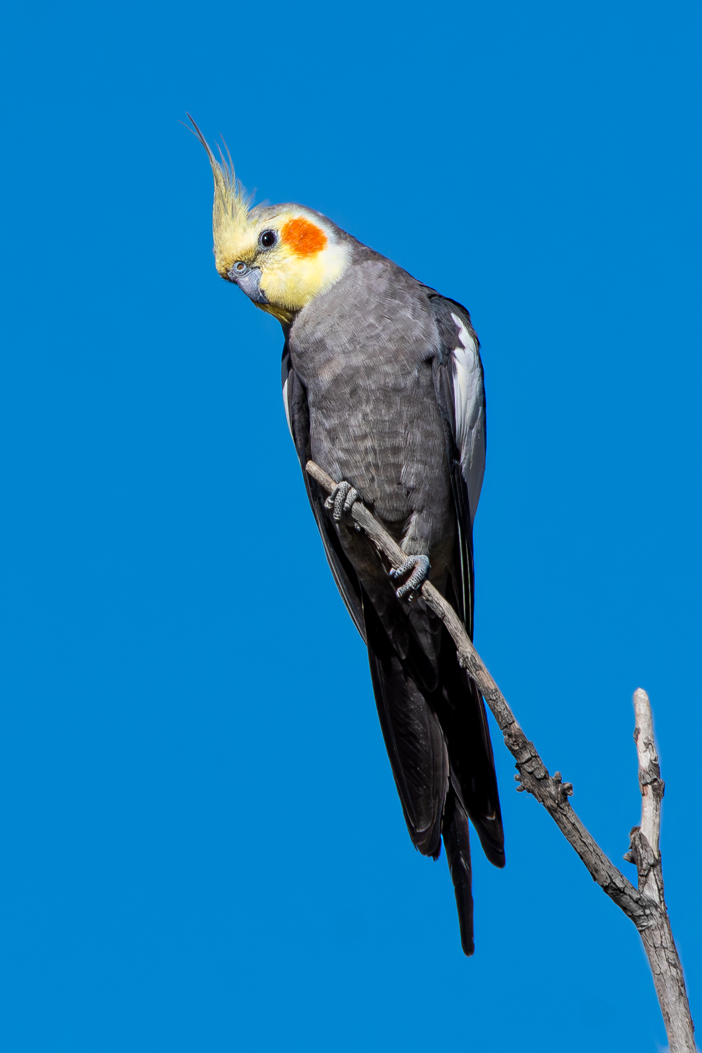 オカメインコ Rusty
